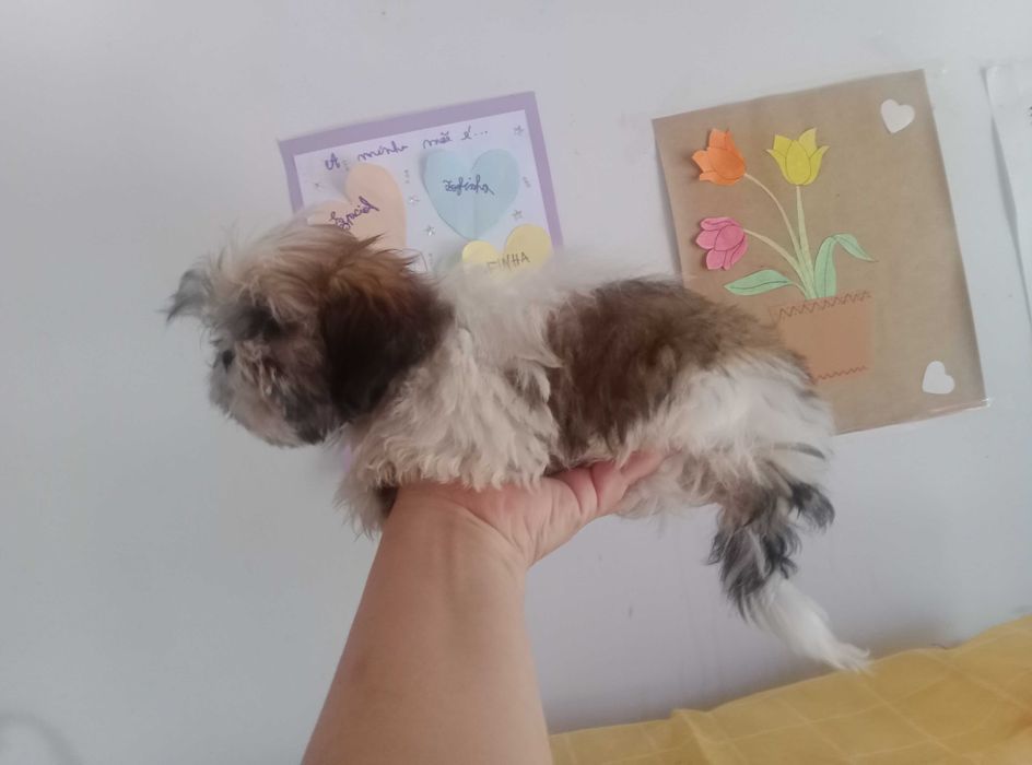 Shih-tzu Fêmea com LOP