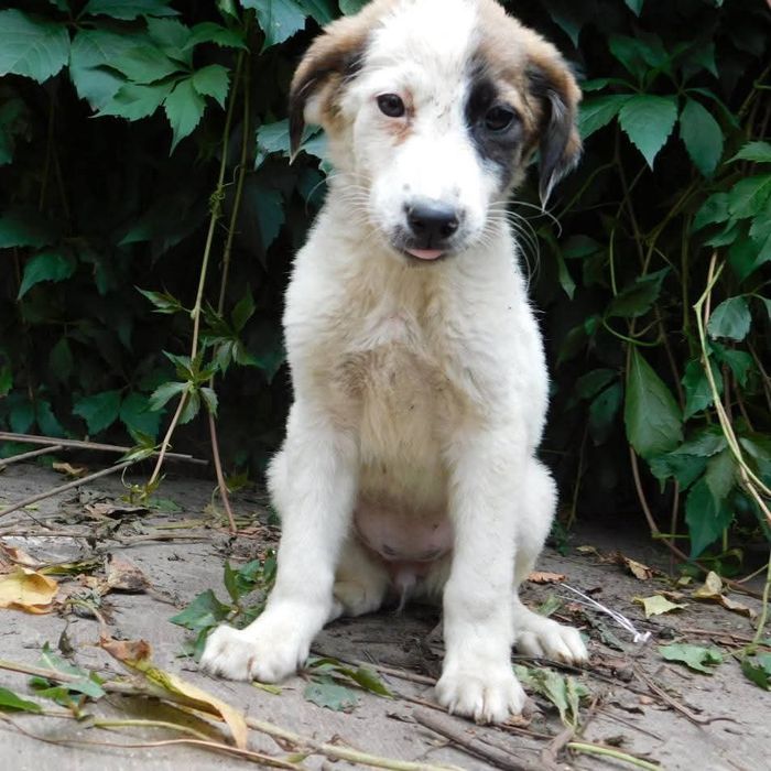 Прилаштовується у добрі руки