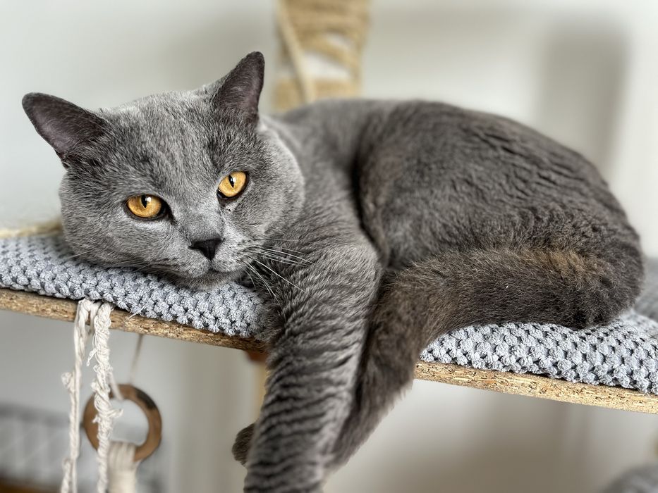 Reproduktor Kocur Brytyjski Niebieski Krotkowlosy