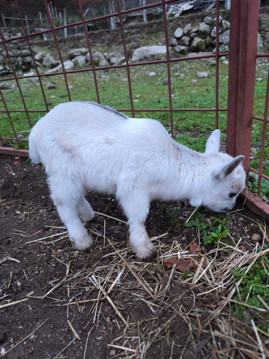 Cabras micro anãs de estimação
