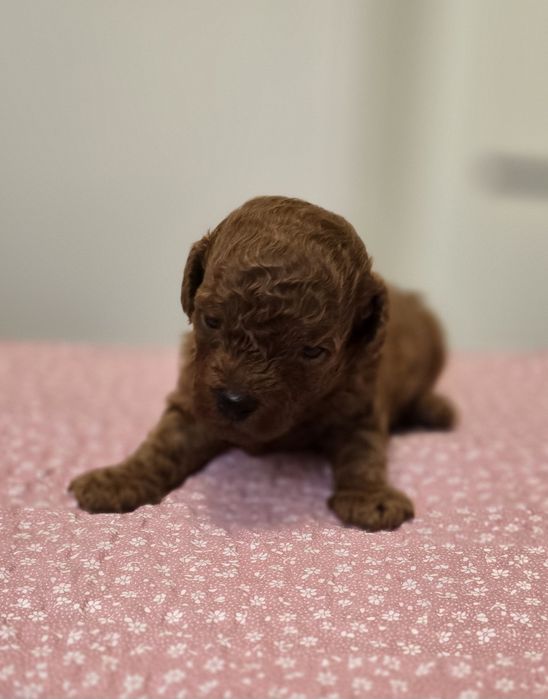Pudel toy red brown sunia