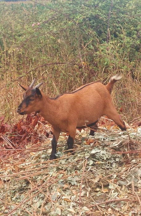 Cabras Anãs (fêmeas)
