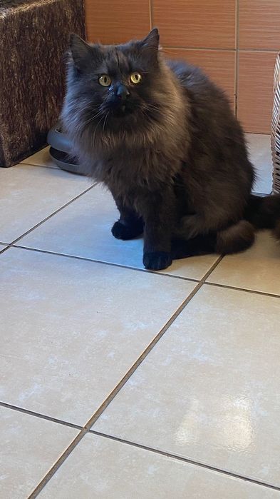 Kocurek około 5 lat