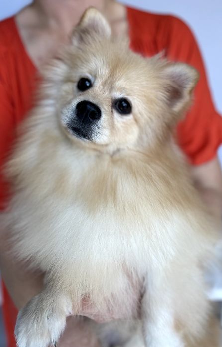 Померанські шпіци  чарівні хлопчики чекають на вас
