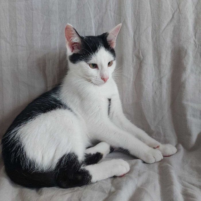 Кошенятко у добрі руки