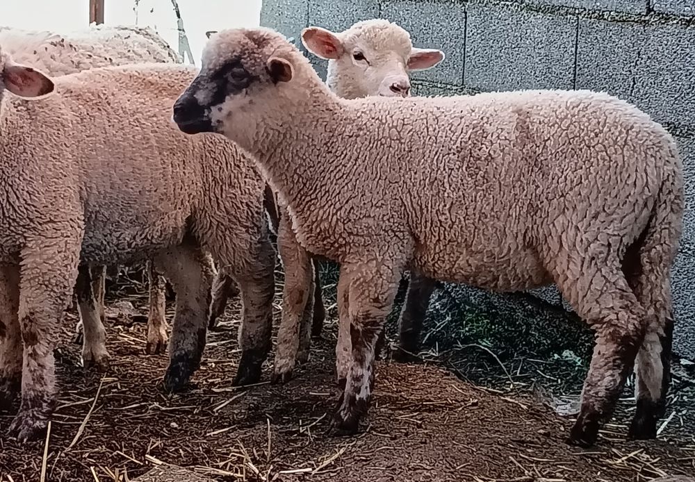 Borregos carne m/f  - 20