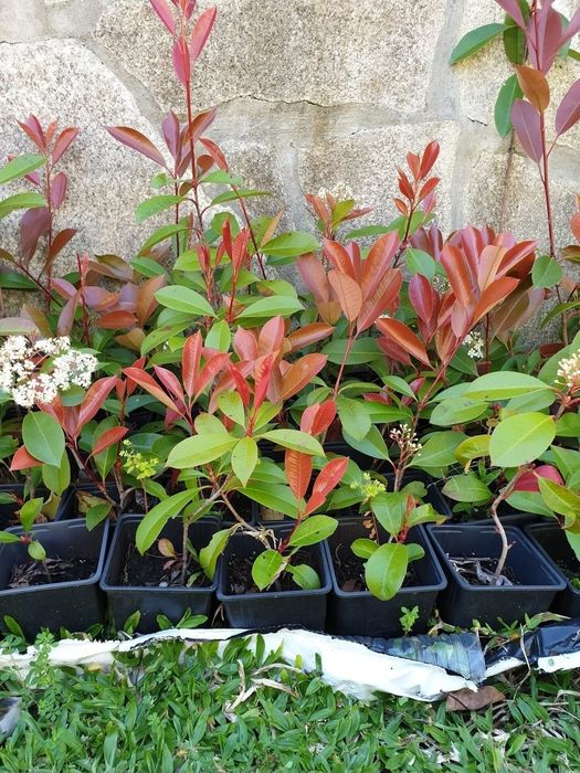 Photinias / fotinias sebes vermelhas