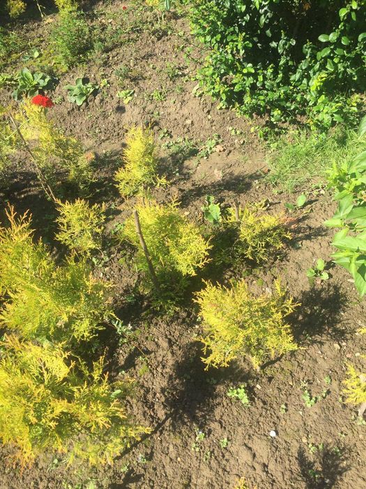 Продам Тую голден