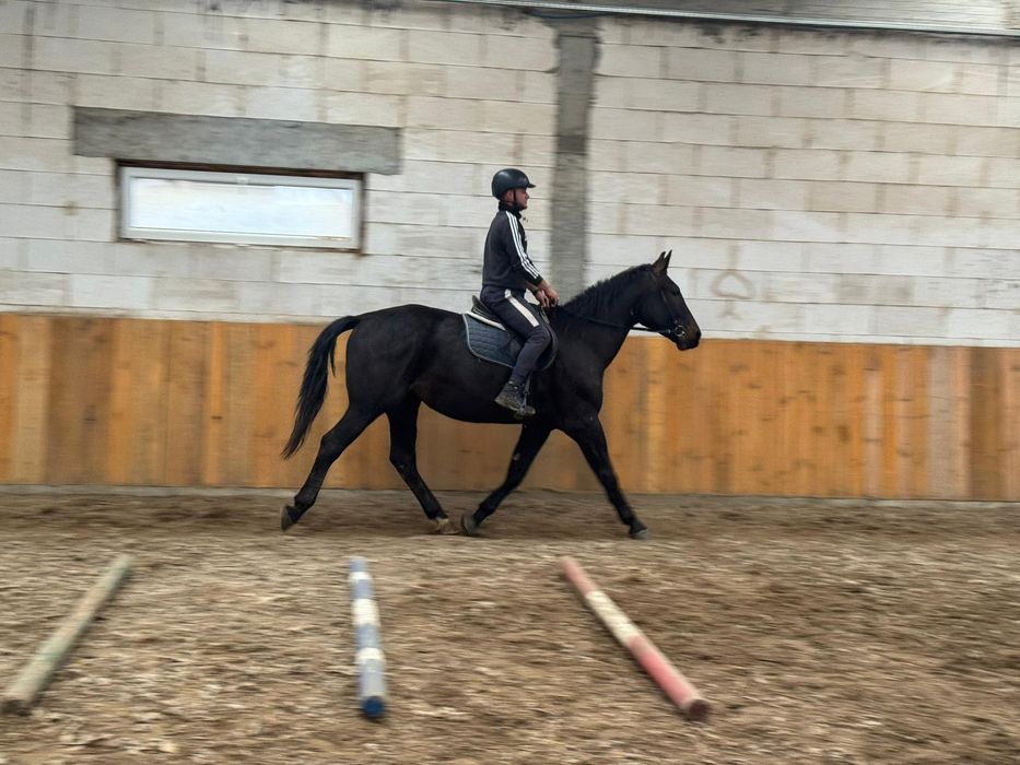Sprzedam klacze śląskie 170 cm