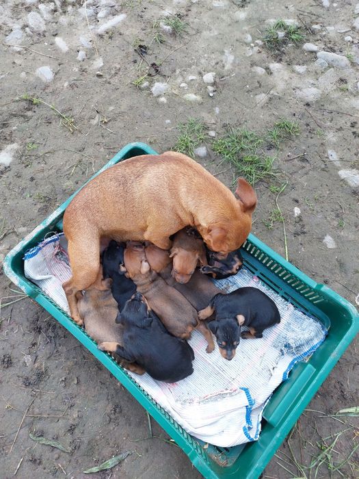 Приймаємо заказ породисті