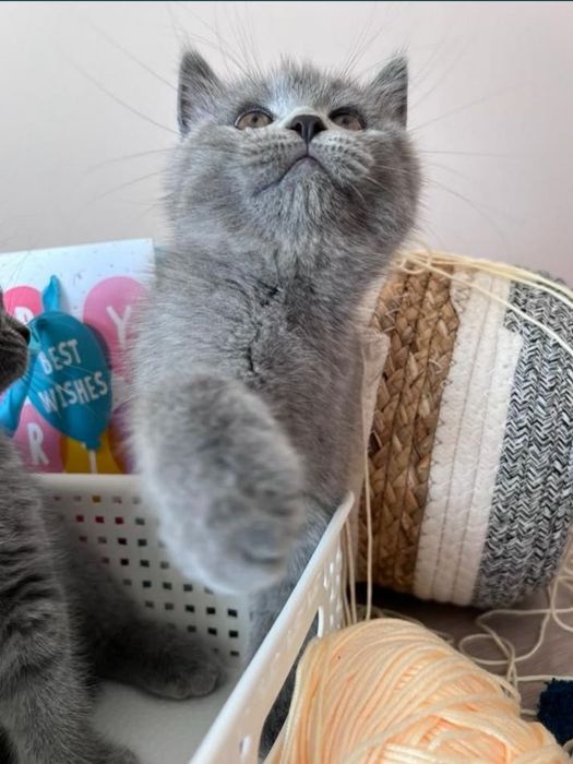 kocurek brytyjski krótkowłosy