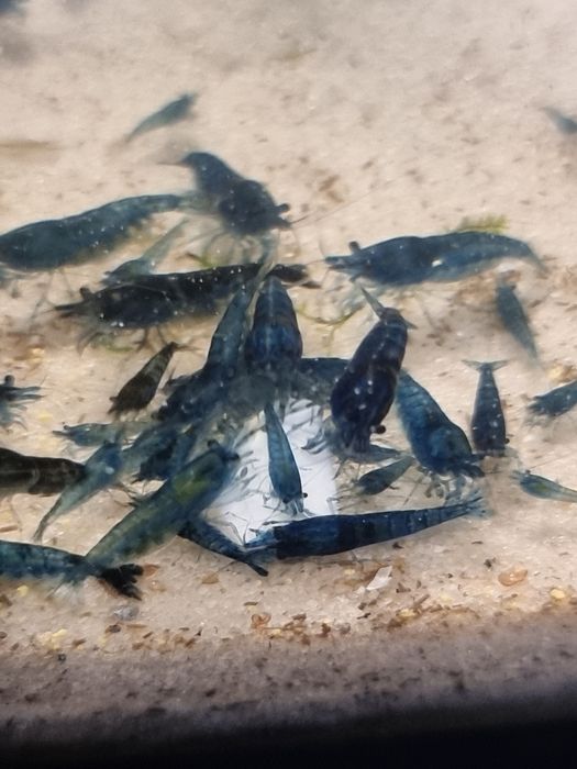 Sprzedam krewetki bluvelvet