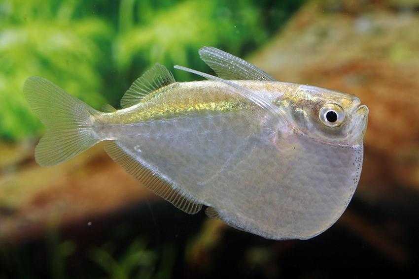 Topornica wielka - Thoracocharax stellatus - dowóz, wysyłka