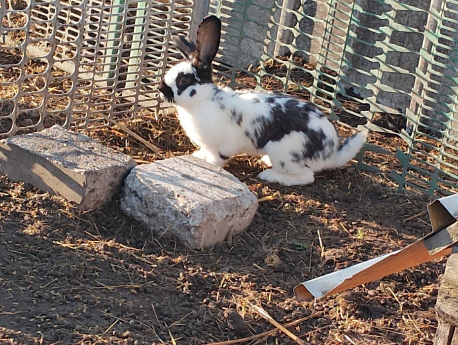 Królik mieszane samce samice