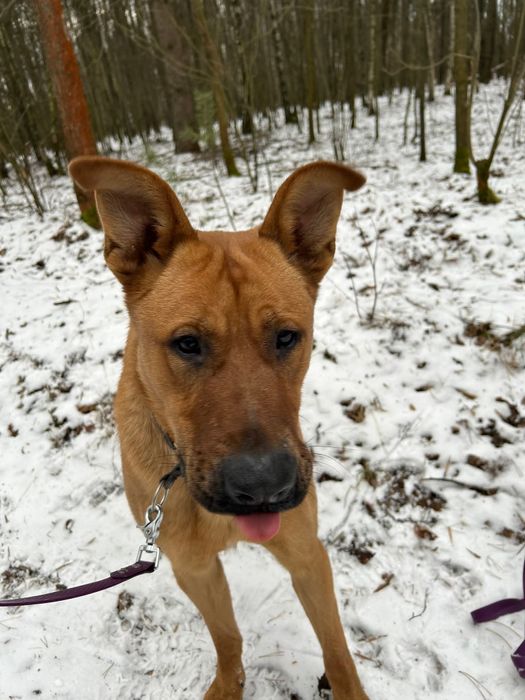 Wesoły i młody Scooby- adoptuj