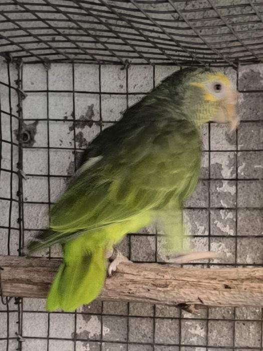 Amazona Xanthops