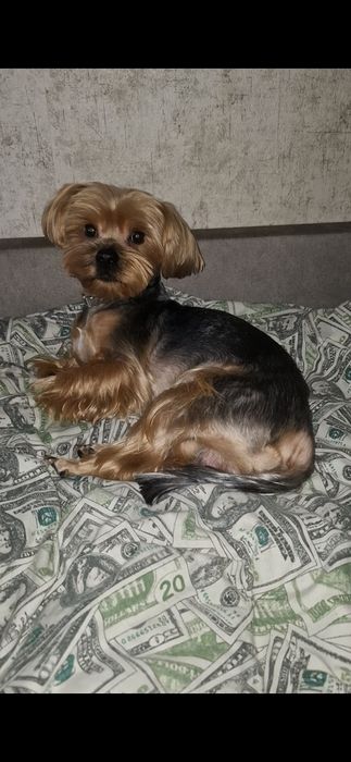 Вязка йорка хлопчик