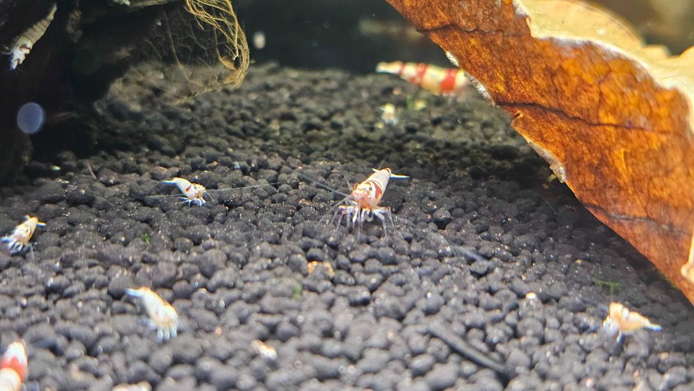 Krewetki Caridina, PRL, Crystal Red