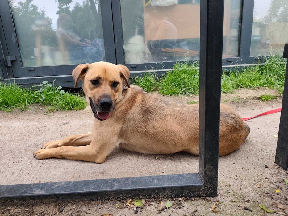 Mila, młoda przyjazna sunia, mix labrador