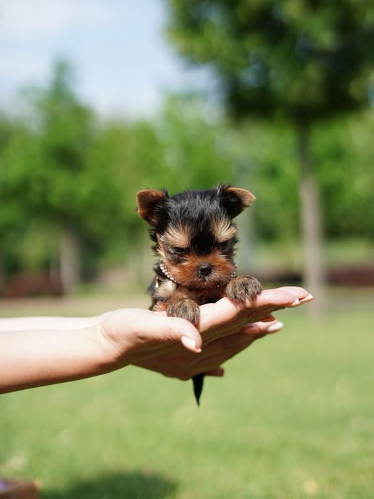 Щеночки красавчики