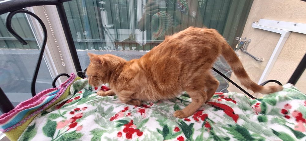 Fábio - gato para adoção