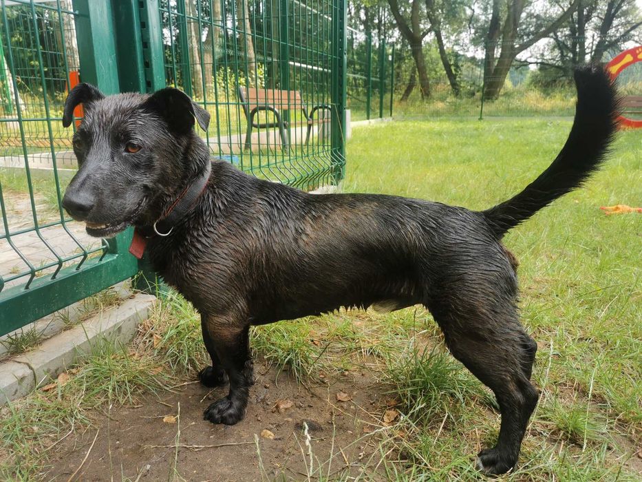 Rabuś czeka na dom...