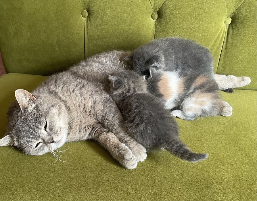 Британські кошенята