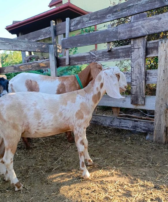 Коза нубийская 100%