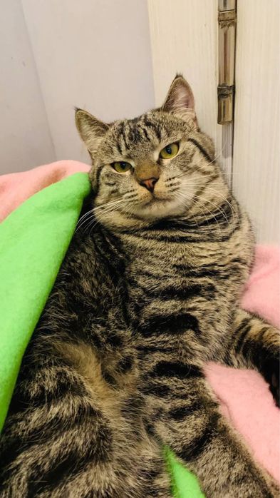 Котик шукає дім. дуже ласкавий