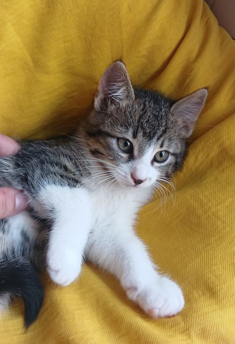Маленькая котёнок девочка ищет дом! Котята в хорошие руки!