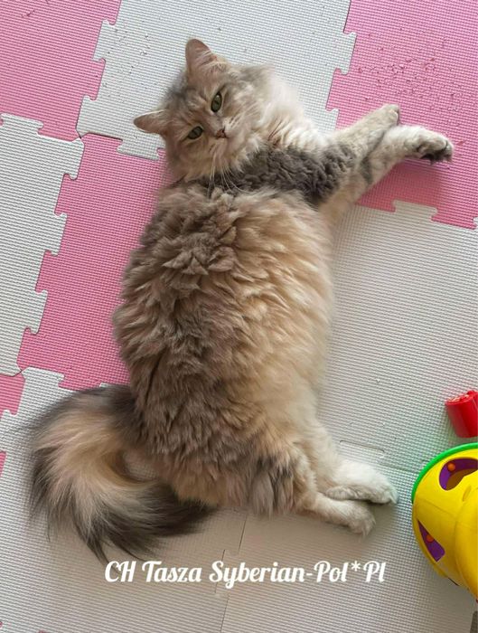 Kotka syberyjska - kocięta syberyjskie Wesoły Ogon*PL