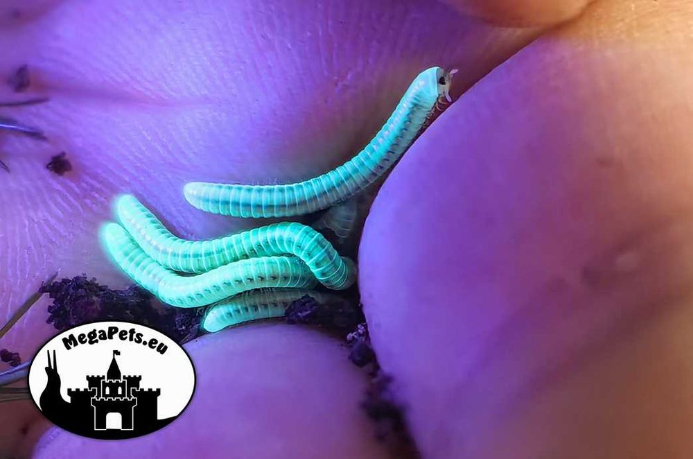 Paraspirobolus lucifugus Fluorescencja Krocionogi Wije Skoczogonki