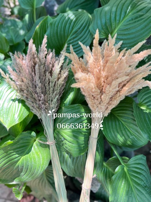 Сухостій, камиш , декор, очерет, пампасна трава