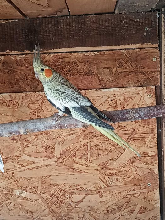 Nimfa wystawowa młoda