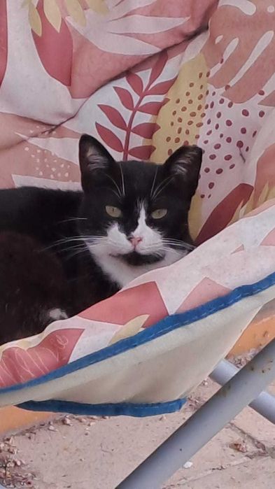 Gatos Adultos para Adopção