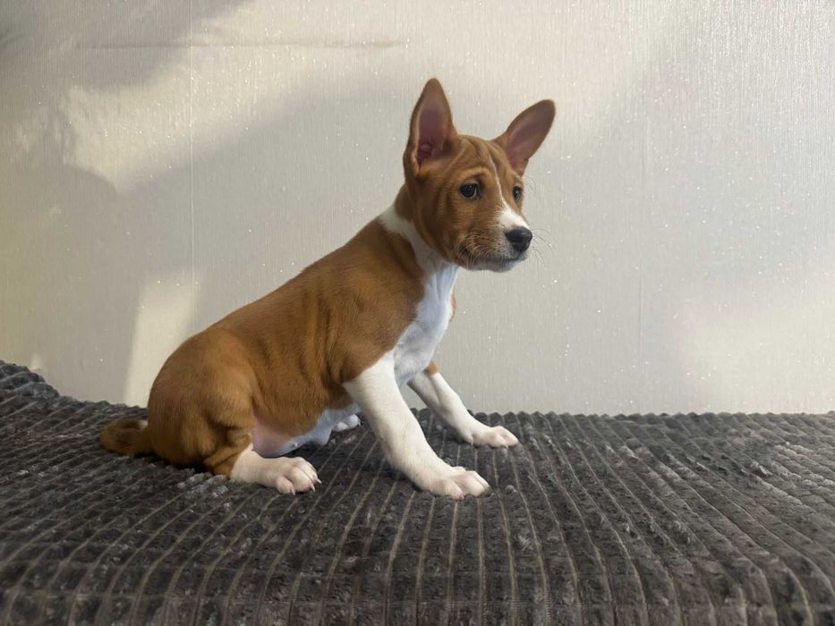 Szczenię rasy Basenji Hodowla Frayko FCI