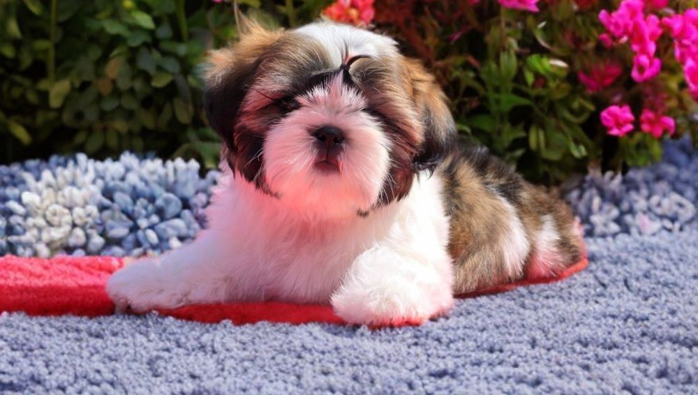Szczeniaczek Shih Tzu