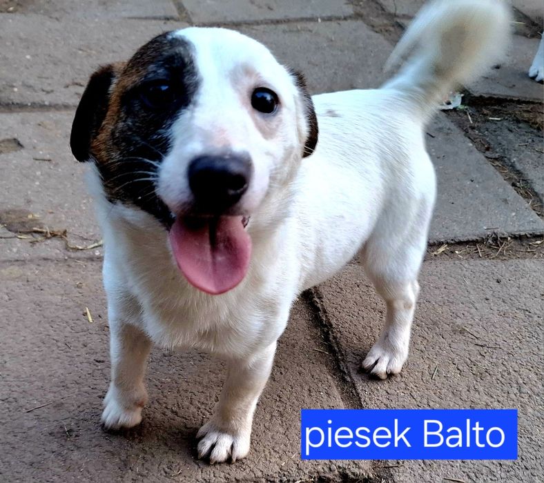 Piesek   Balto dorosłyJack Russell  kochany piesek RODZICE W HODOWLI