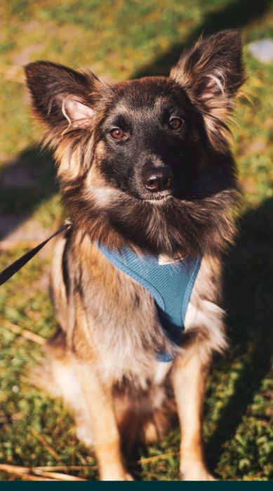 Метис Бордер колли