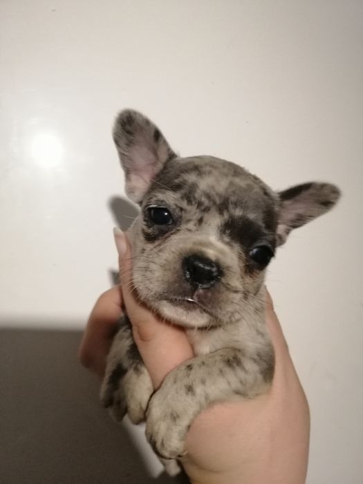 Чарівні французи розумні, та милі