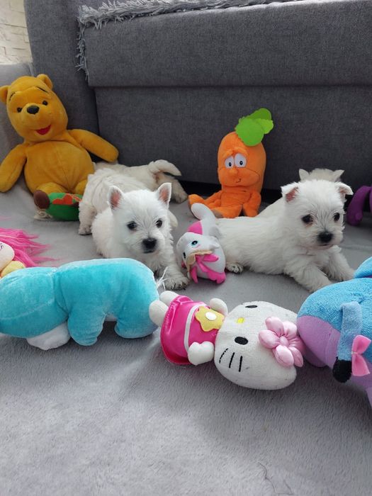 West Highland White Terrier.