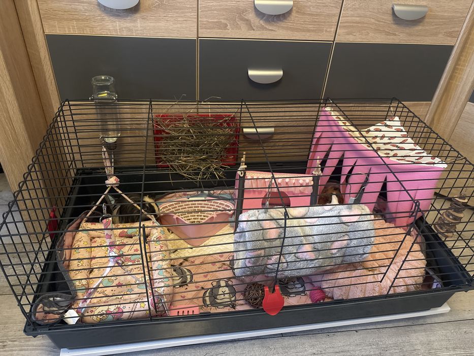 Świnki morskie samce wraz z klatką