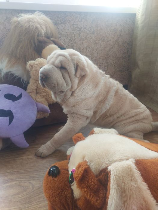 Шикарная голубогенная девочка.