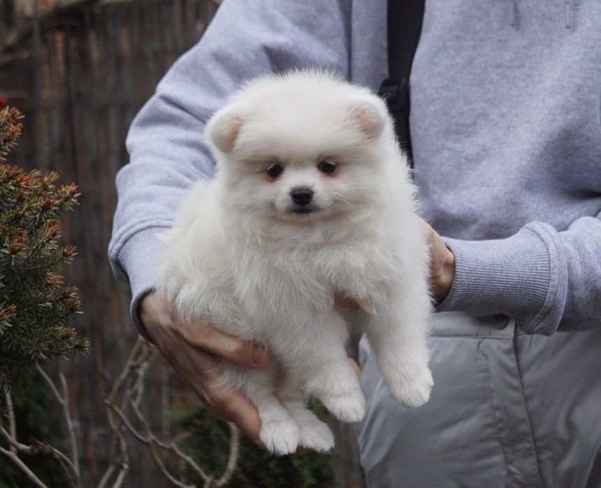 Совсем небольшая померанская девочка в мягкой шубке. Киев