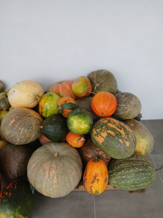 Abóboras  várias qualidades