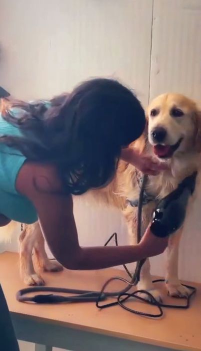 Banhos e tosquia canina
