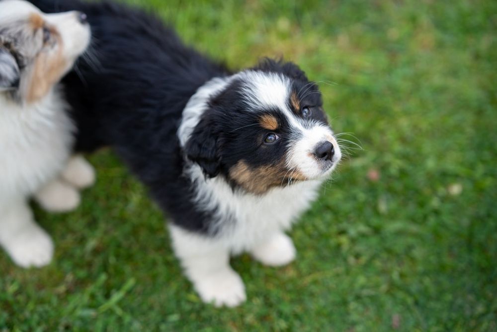 Owczarek australijski ZKwP/FCI