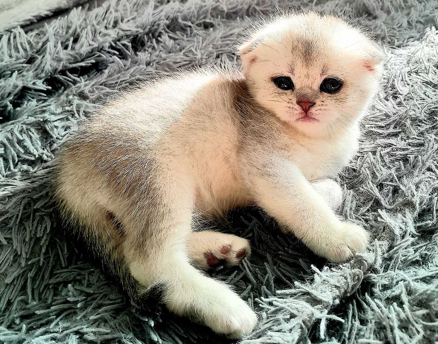 Дорогі кошенята британські шиншили! Шикарні розкраси! Приймаю бронь