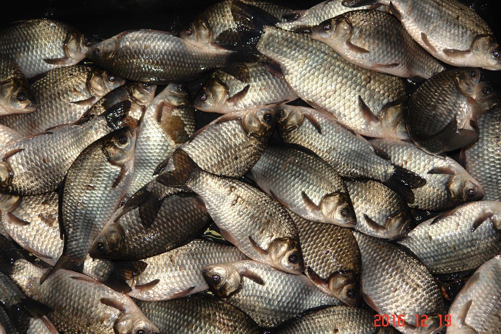 narybek karpio karasia 12-19cm
