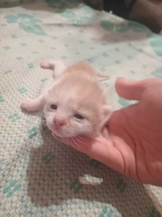 Котята в хорошие руки
